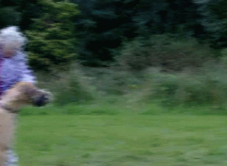 гифки-песочница-старушка-собака-99974