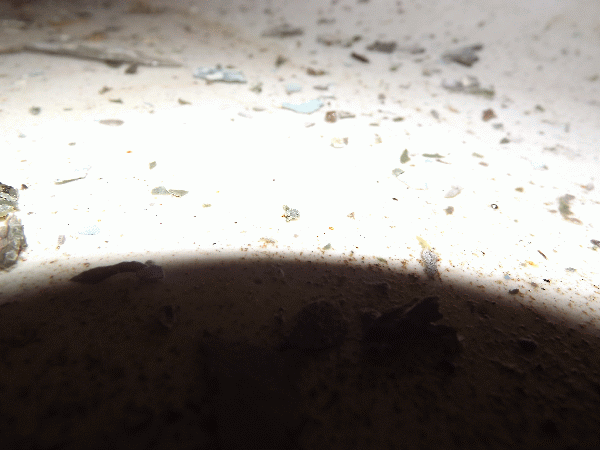 DSCF5567