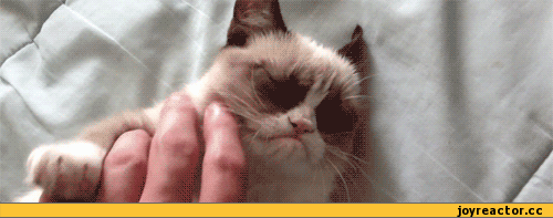 D0BAD0BED182D18DGrumpyTard416339