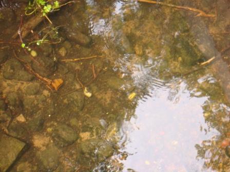 живые рыбки в озерах парка