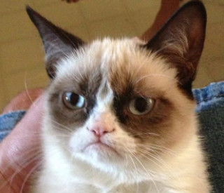 grumpy-cat