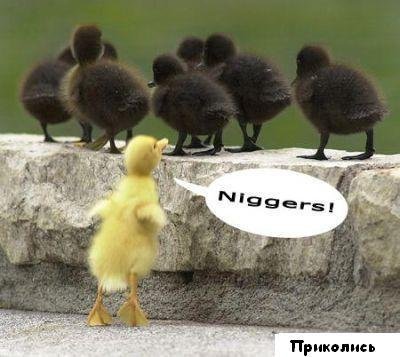 нигеры!