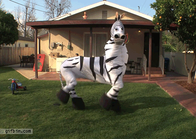 1327430220_dancing_zebra