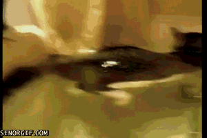 кот в ванне