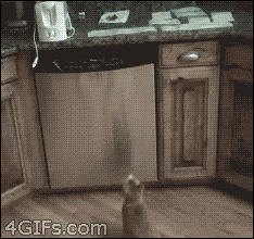 tumblr_mejlskaVUg1qdlh1io1_250