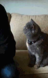 Еще один котик-подлиза