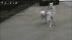 еще один коварный пес