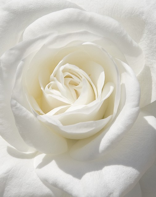 White-Rose-022