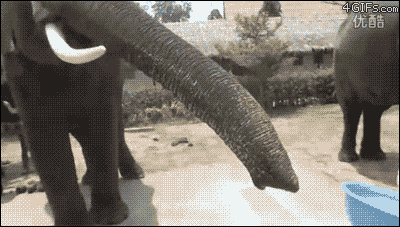 Elephant eats smartphone
