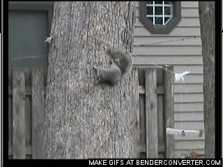 Ловкая белка