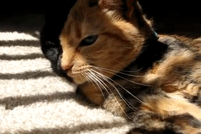 гифки-двуликая-кошка-венера-разный-окрас-разные-глаза-