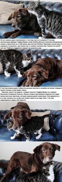 story-кошка-Пес-песочница-521199