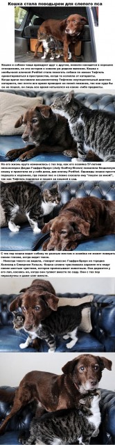 story-кошка-Пес-песочница-521199