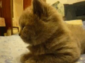 кот