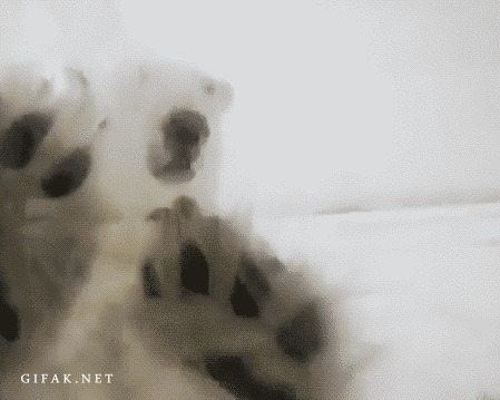 гифки-медведь-милота-526181