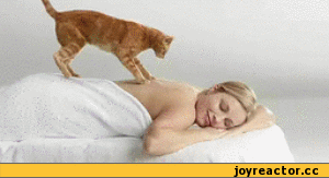 гифки-массаж-котэ-479434