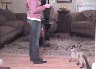 гифки-котэ-мое-письмо-сука-536794