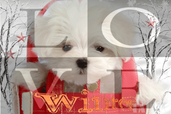 Без-имени-1-dog