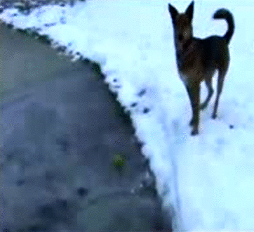 1358340074_634513077