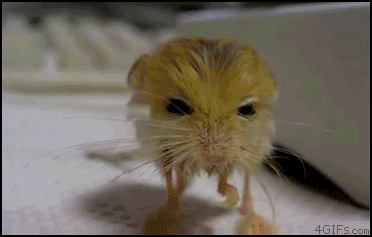 1358404185_1282780968