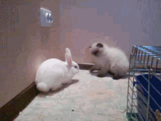 1358424715_859217440