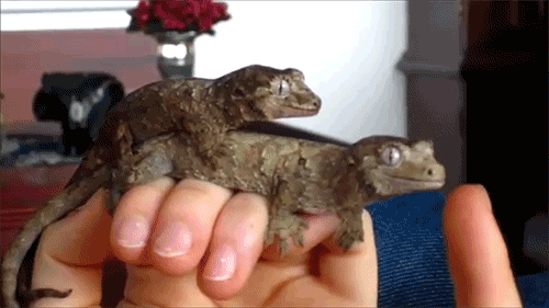 1358948547_1743435335