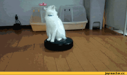 Пылесос и кот