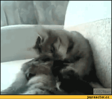 котэкаратэ