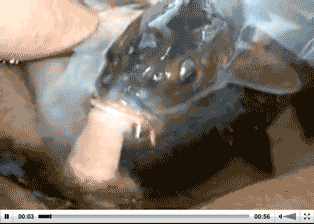 1351617687_vse_yapfiles.ru