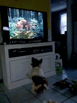 1359814388_1419567454