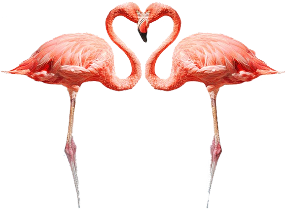 flamingo