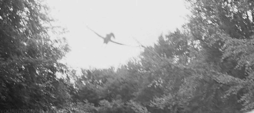 гифки-песочница-удалённое-450595