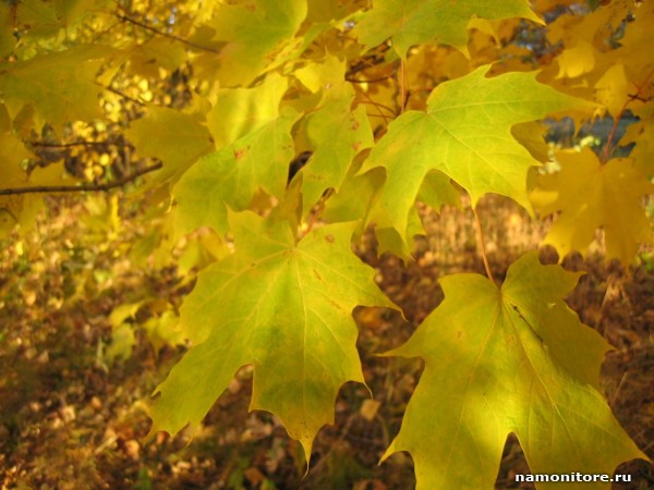 zheltiy_les_osennyaya_listva_600