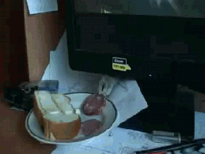 gifki-kot-kto-spizdil-kolbasu_-pesochnitsa-545868