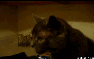 мерзость-котэ-сопли-песочница-239223