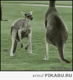кенгуру яйца
