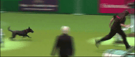 гифки-собака-fail-просрал-медаль-355082