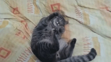 кошачьи сны