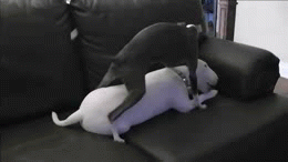 friday_gifdump_308_03