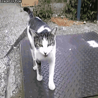 Кот кувырун