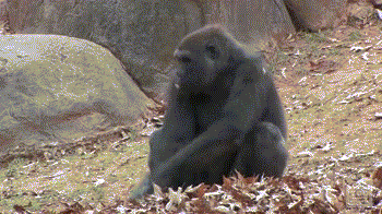 Gorilla-Rolling-Around-in-Leaves