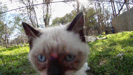 гифки-котэ-собакен-животные-