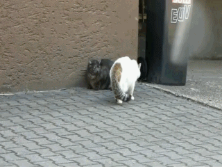 драка котов