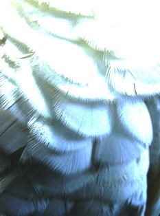 Текстура-перья-Макро-1328610988_24