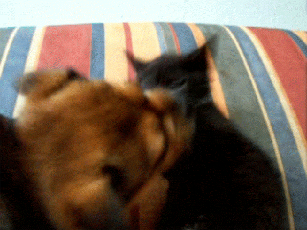 gifki-milota-kotyonok-schenok-532192