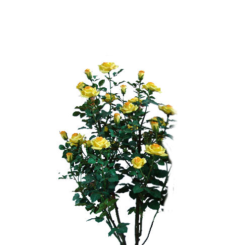 роза1