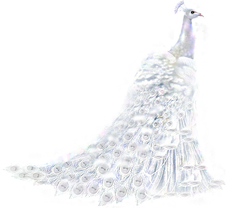 61789019_WhitePeacockMedPaintedByV