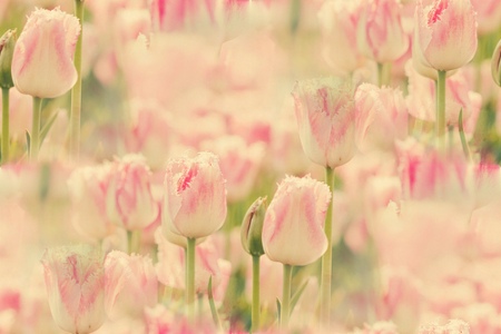 tulip91