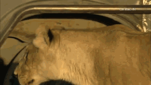 гифки-лев-животные-неожиданно-591920