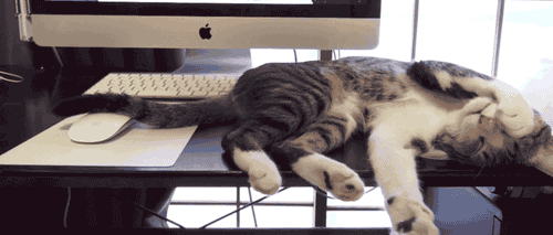 гифки-релакс-котэ-577895